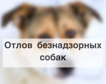 На территории села Ладовская Балка планируется проведение мероприятия по отлову животных (собак) не имеющих владельцев.